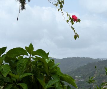 Trinidad der Garten von Yrette