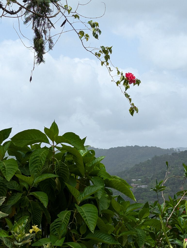 Trinidad der Garten von Yrette 