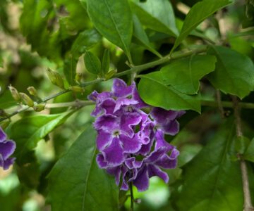 Taubenbeere (Himmelsblüte) auf Trinidad