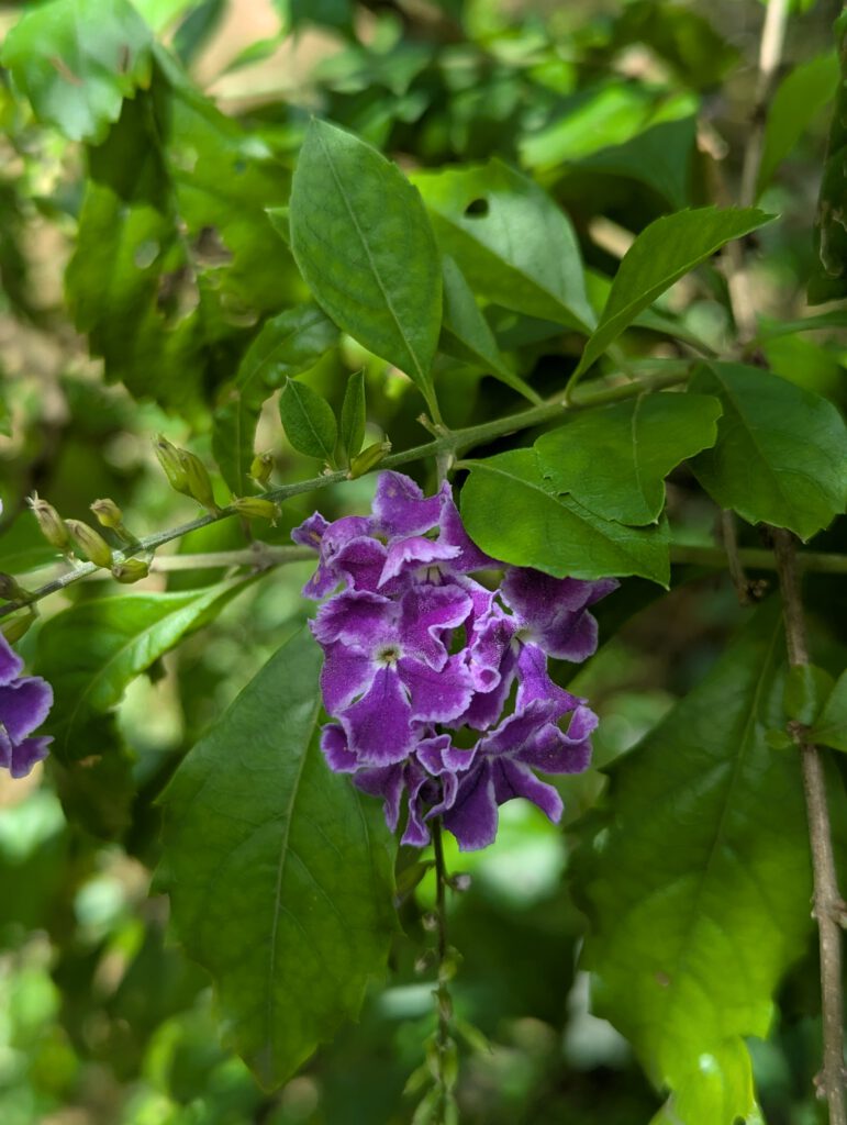 Taubenbeere (Himmelsblüte) auf Trinidad