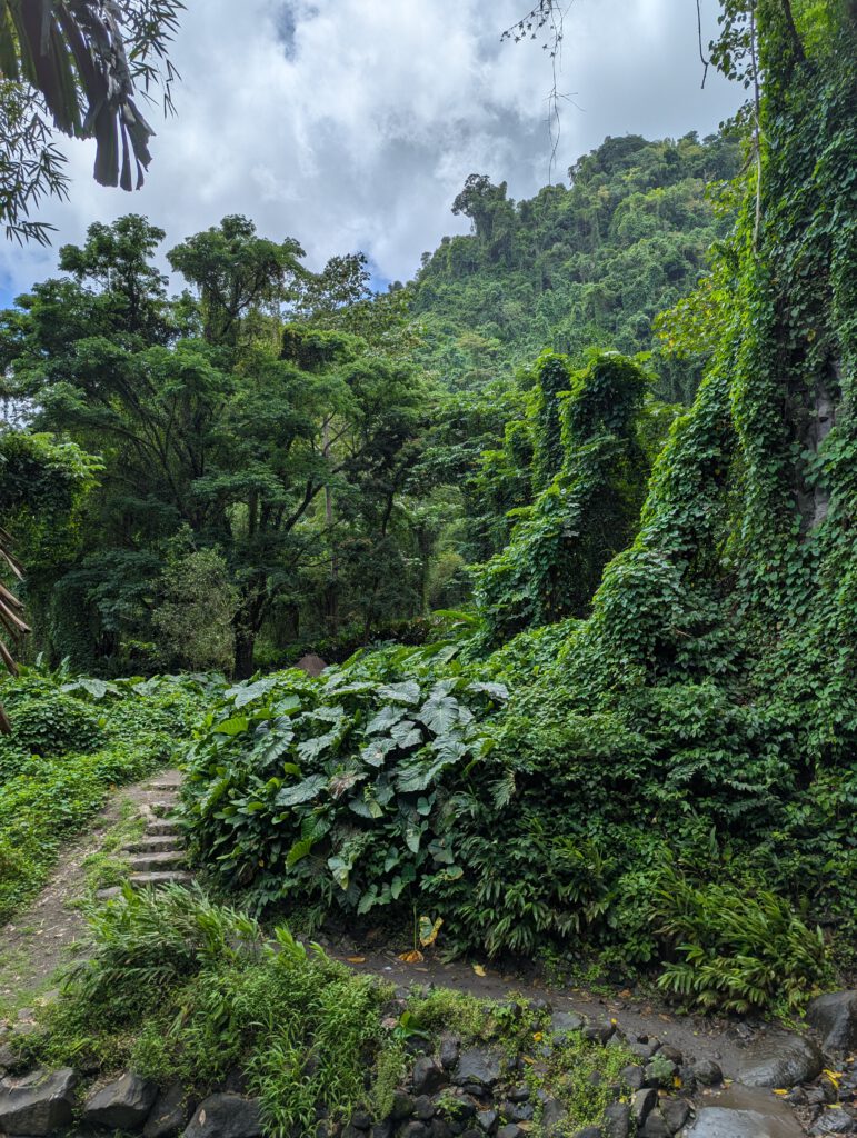 St. Vincent Wandern, exotischen Vögeln lauschen, Ruhe genießen