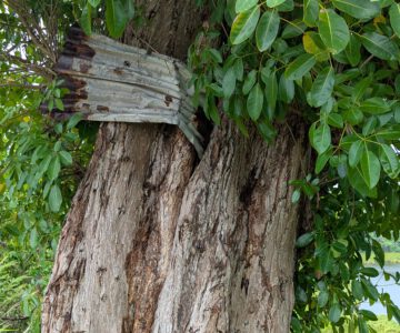 Grenada Hinterlassenschaft eines Hurrican