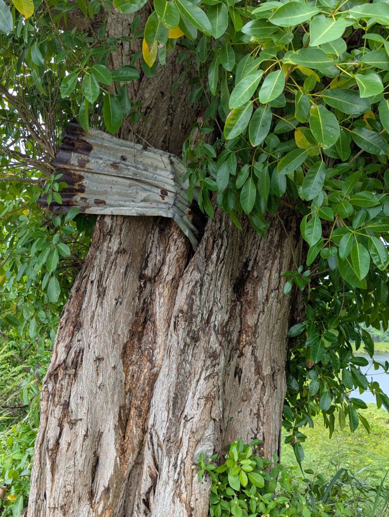 Grenada Hinterlassenschaft eines Hurrican