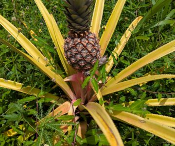 Grenada - Ananas in natura