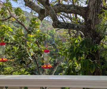 Trinidad PAX Guesthouse Terrasse: Beim Morgenkaffee Kolibris beobachten