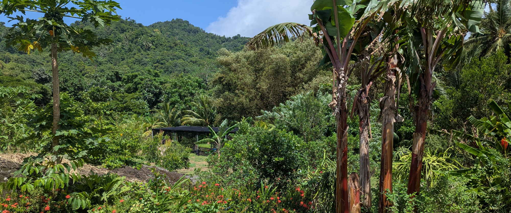 Dominca - Soma Garden