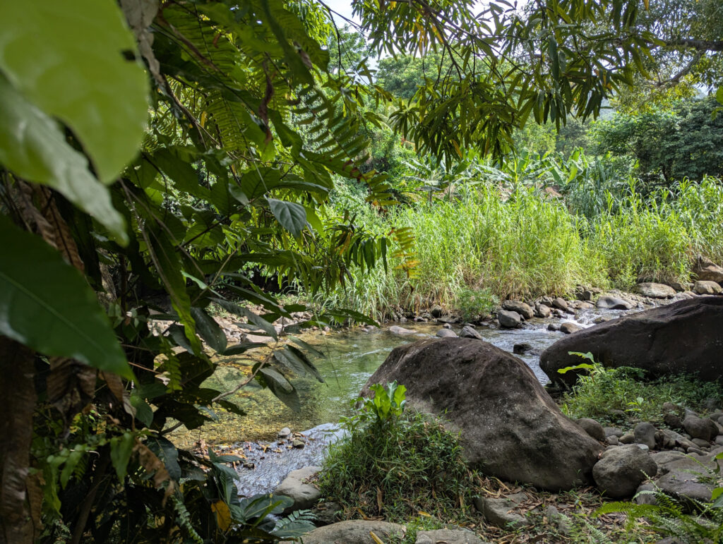Dominica Citrus Creek Plantation am Taberi River