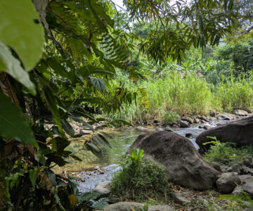 Dominica Citrus Creek Plantation am Taberi River