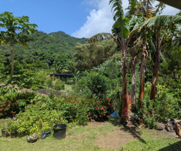 Dominica Soma Garden
