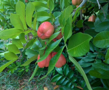 Dominica Soma Garden Ackee