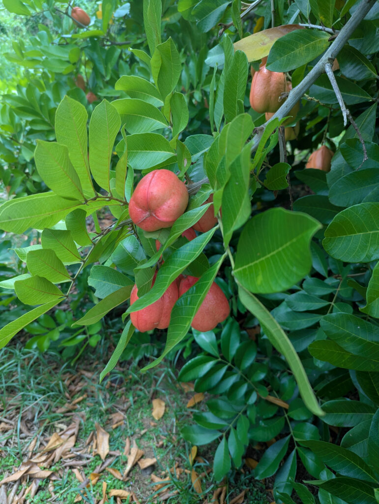 Dominica Soma Garden Ackee