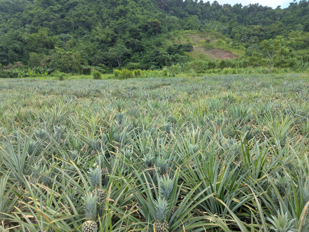 Dominica Soma Garden Ananas soweit das Auge reicht