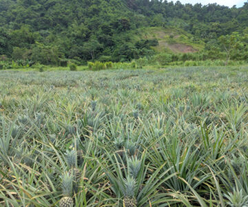 Dominica Soma Garden Ananas soweit das Auge reicht
