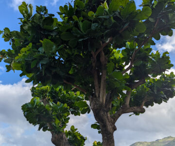 Dominica Tamarind Tree Baum