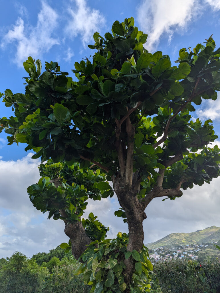 Dominica Tamarind Tree Baum