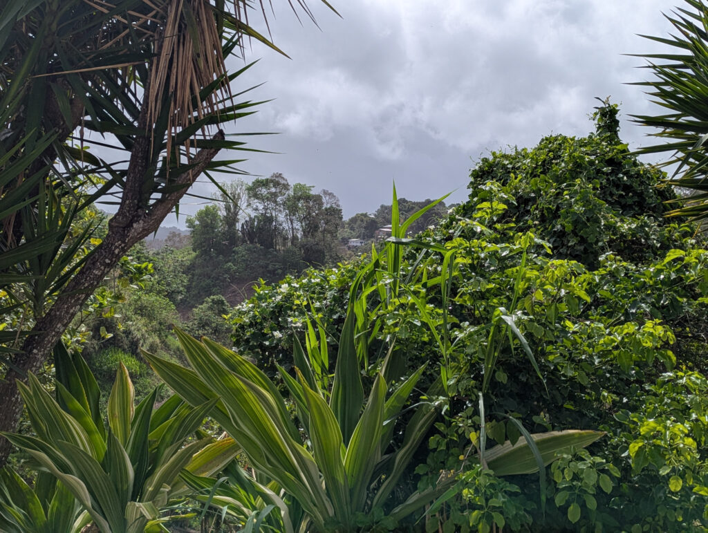 Trinidad in den Paramin Bergen