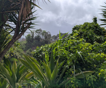 Trinidad in den Paramin Bergen