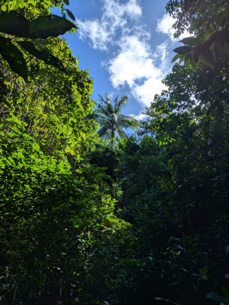 St. Kitts im Regenwald