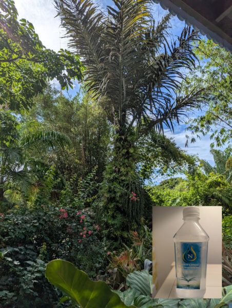 Nevis Garten im Golden Rock Inn